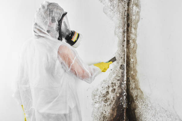 Best Mold Remediation  in Adrian, MO