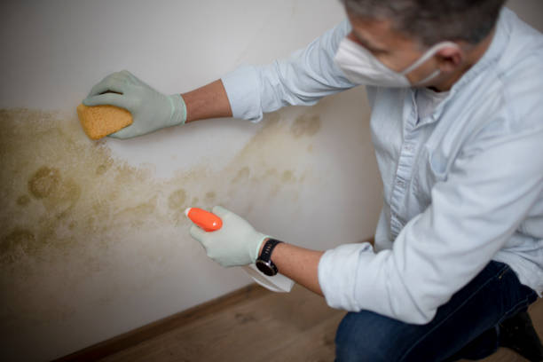 Best Residential Mold Removal  in Adrian, MO