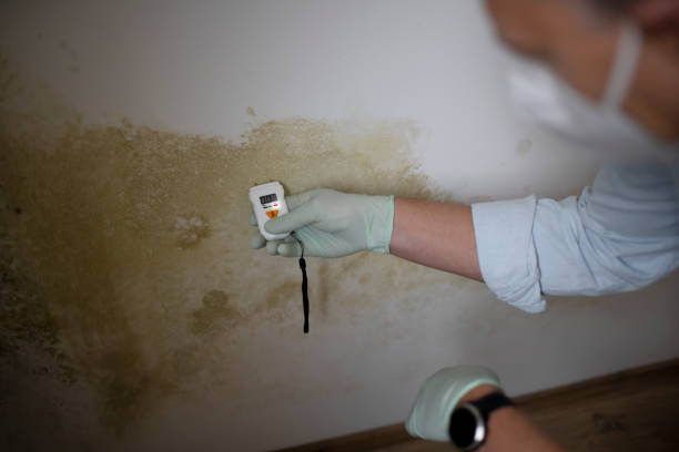 Best Mold Damage Repair  in Adrian, MO