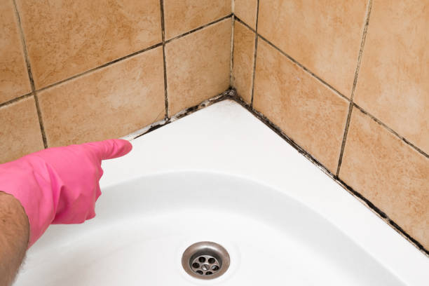 Best Mold Remediation Experts  in Adrian, MO